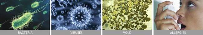 Bacteria Virii Mold Allergies